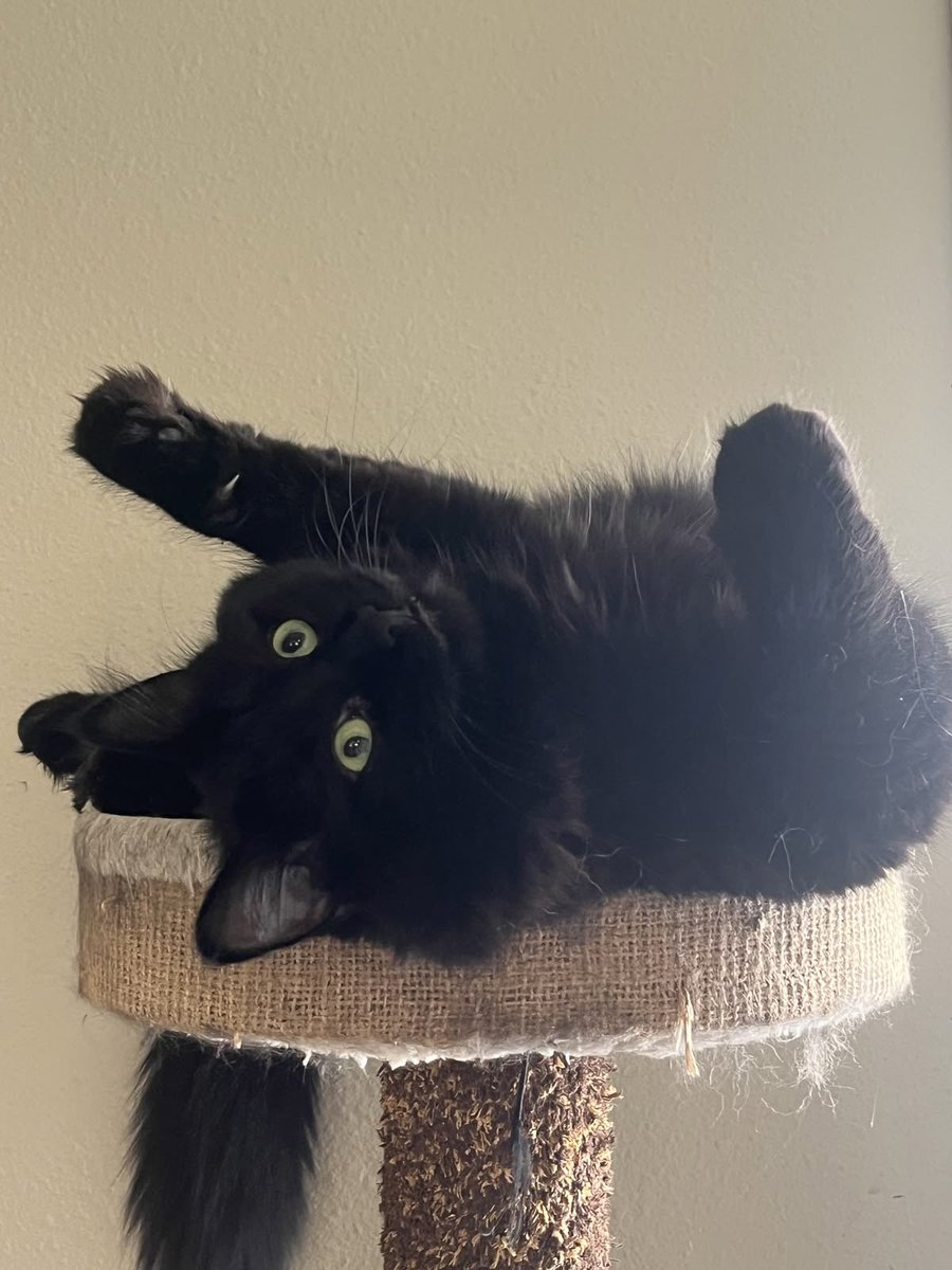 blackscats's tweet photo. https://t.co/wQrYR2kScB