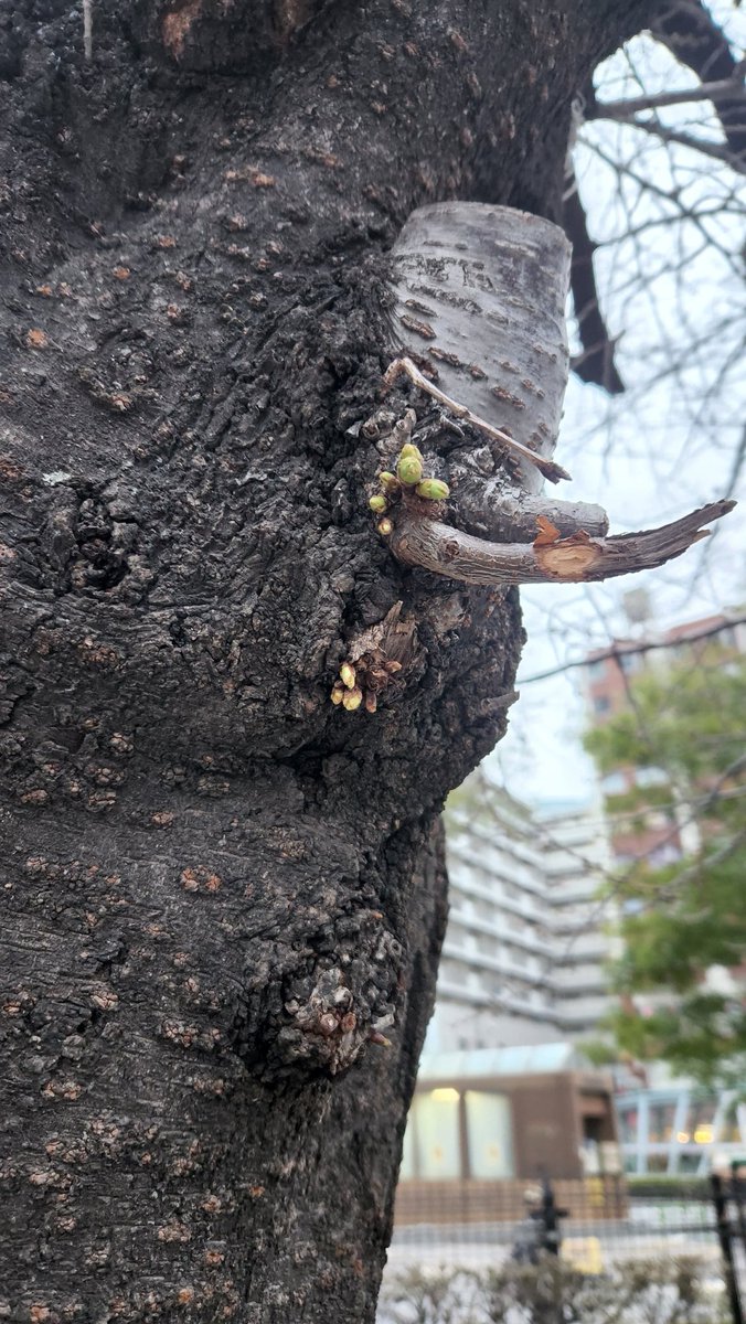 jun_3140's tweet photo. もう あれから1年か、早いな
今年ゎこの蕾にしようかな
幹から直で膨らんでいたから😊
久しぶりにオススメの曲
今日ゎ2曲
気になる方 いたら是非
あと #ReYet と言う方達もお気に入り︎👍🏻 ̖́-
#2026サクラ
#オススメの曲 https://t.co/PbMLcRbScs