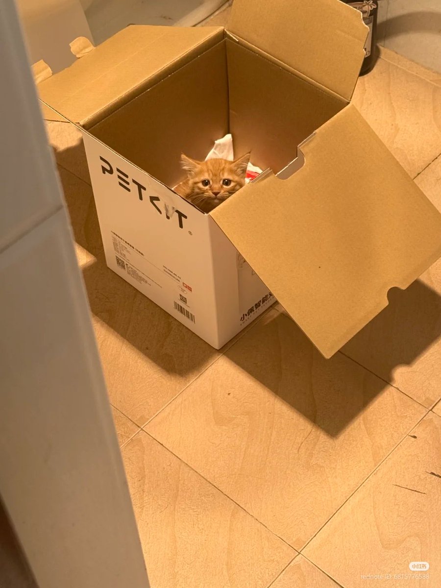 No Context Cats tweet media