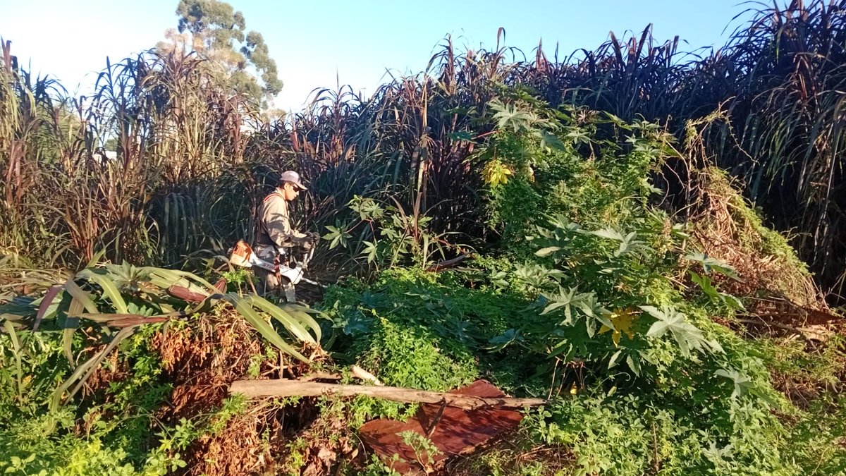 LucianoDOlio's tweet photo. Operativo integral en barrio Toronjal con tareas de saneamiento, fumigación, desmalezado y mejoras en espacios públicos.

Seguimos trabajando por una Concordia más limpia y cuidada. 🌱 https://t.co/FaA2bGVDUY