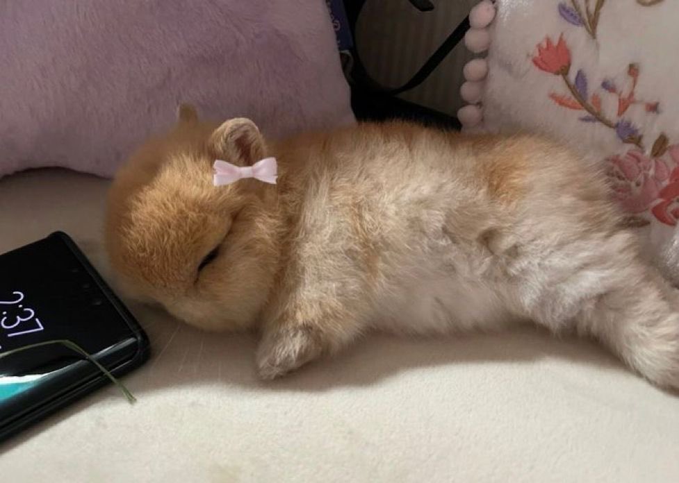 Bunnies (@bunnies) on Twitter photo 