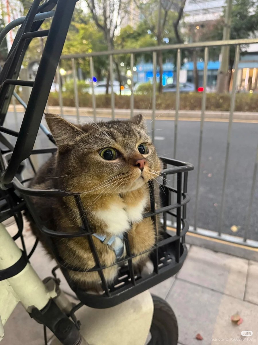 No Context Cats tweet media