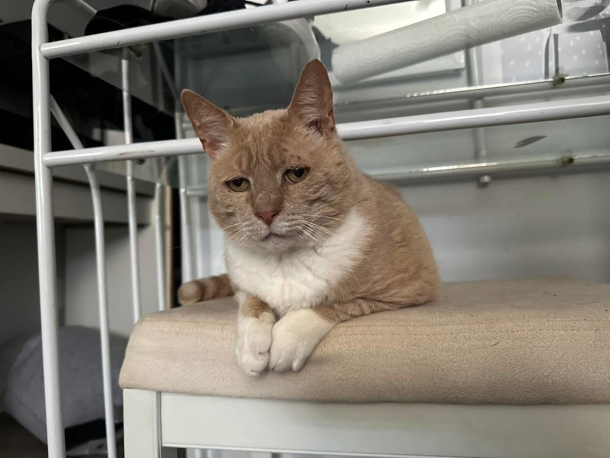 misskittyisme's tweet photo. senior scooby (sadface) has crossed the rainbow bridge.

6 yrs ago, mommy adopted him while she worked at a rescue. he was at least 8 (likely older) with FIV. 

fellow cats- be nice to your siblings for me today. they may annoy u. but i wish i could have mine back. https://t.co/lIxEMNPR4r