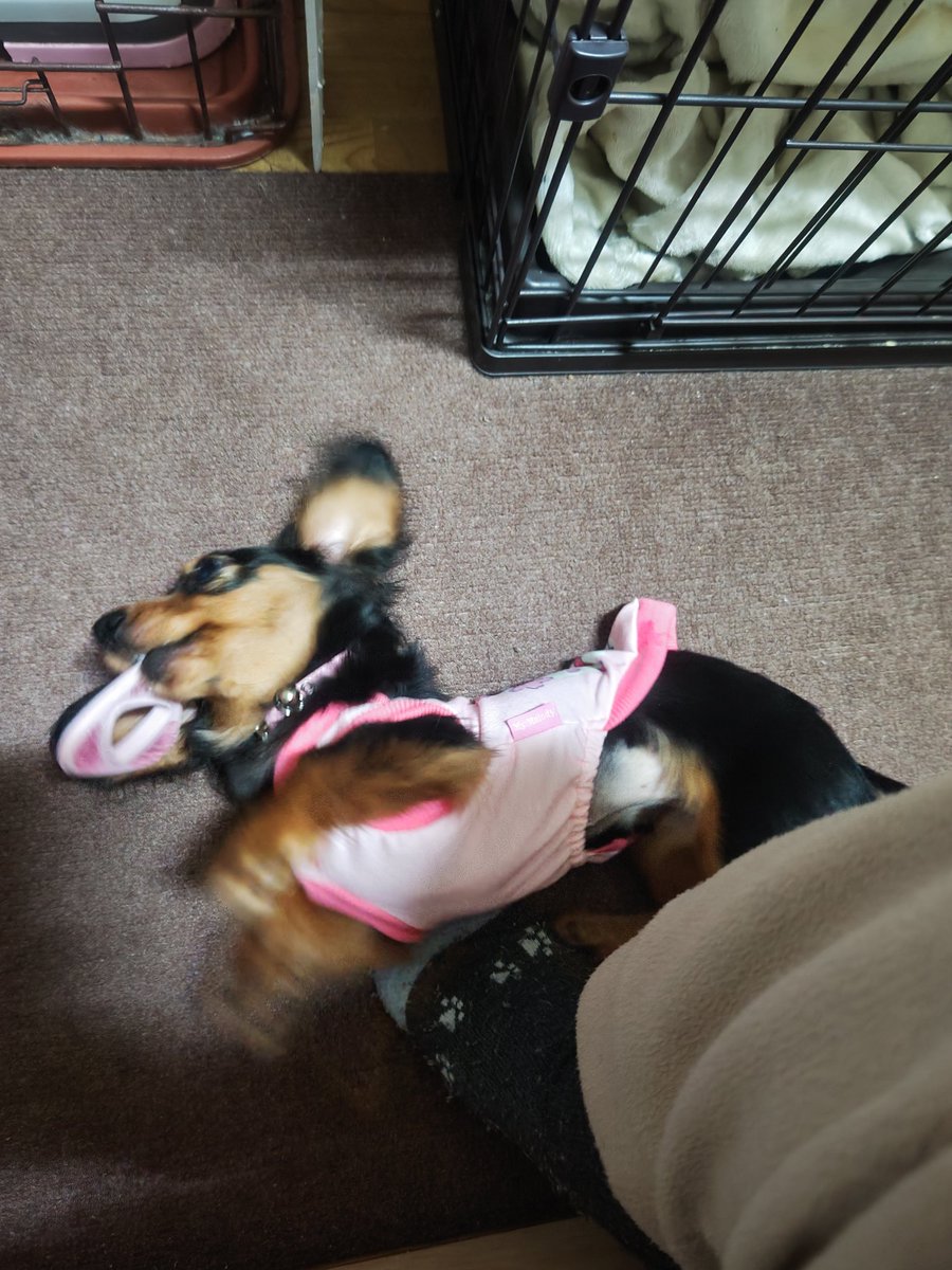 ひめ🌈乃秋🐶羽入🐶ママ☆Yukari tweet media