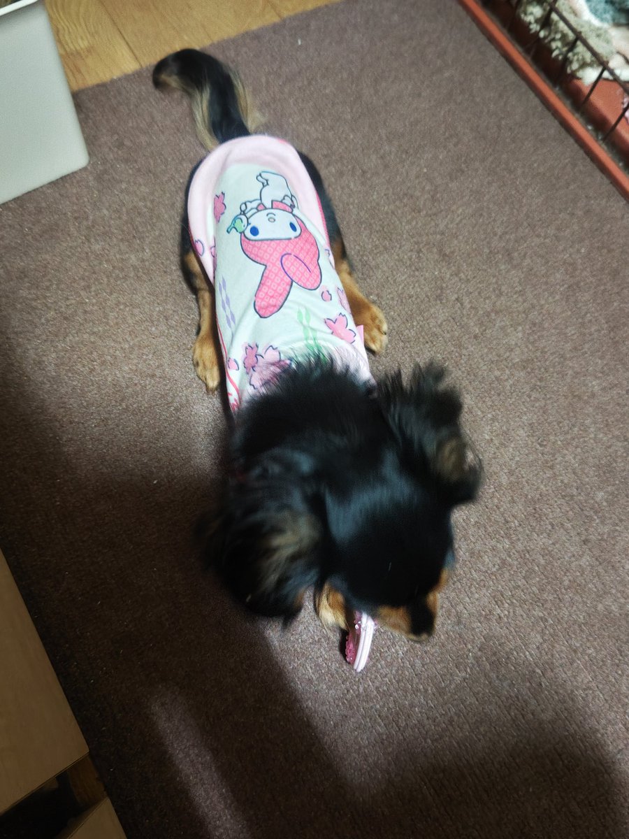 ひめ🌈乃秋🐶羽入🐶ママ☆Yukari tweet media