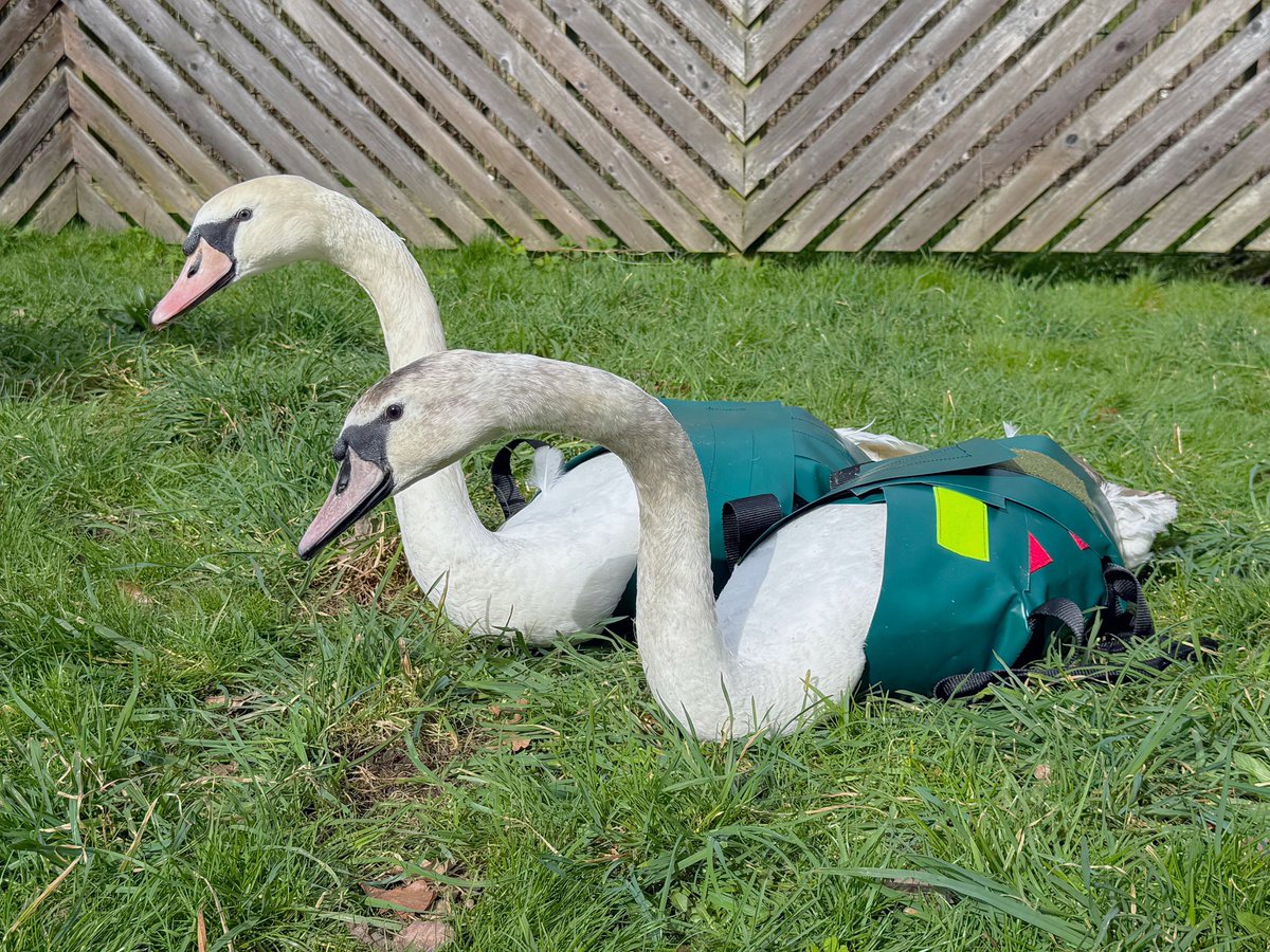 Yorkshire Swan & Wildlife Rescue Hospital tweet media