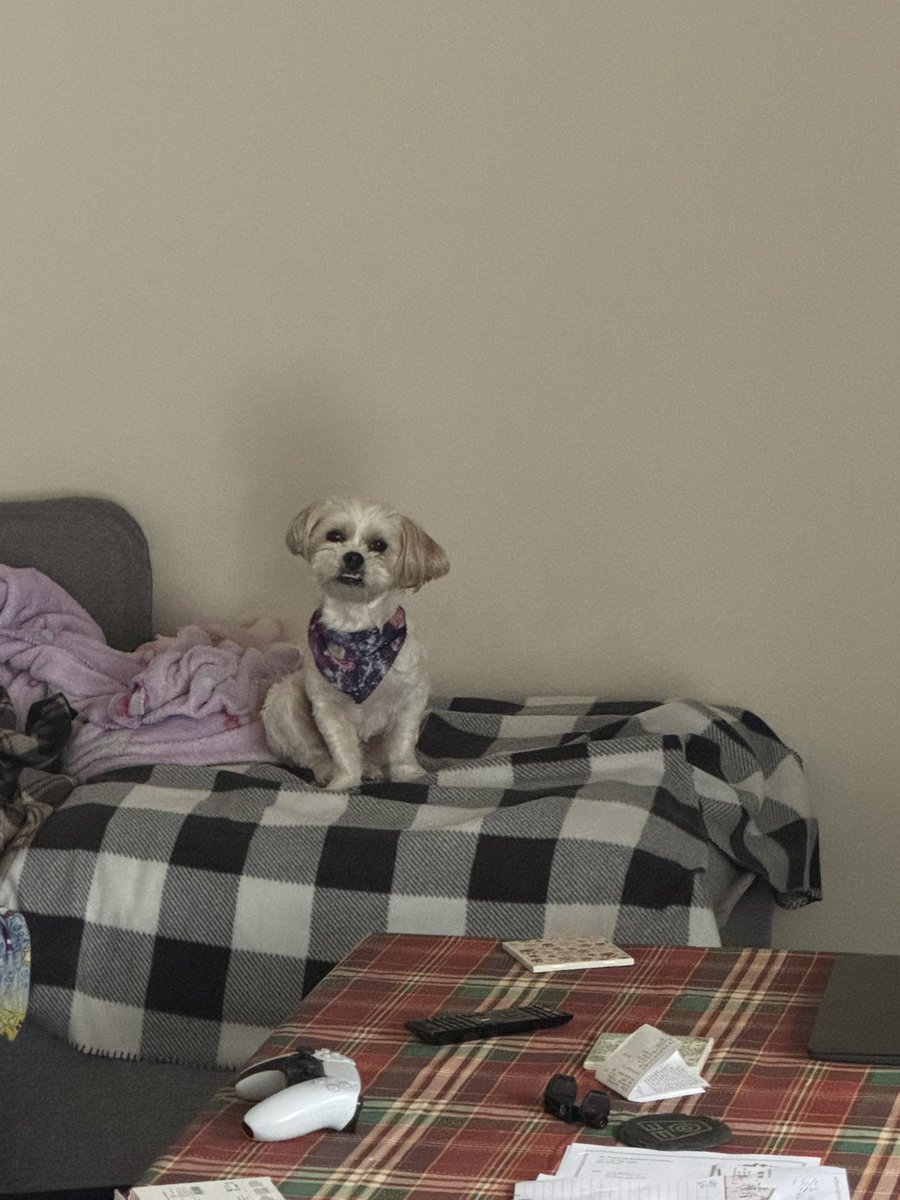 runie 🍎 || Redpanda REDACTED VTuber~ tweet media