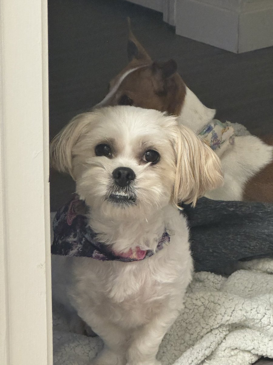 runie 🍎 || Redpanda REDACTED VTuber~ tweet media