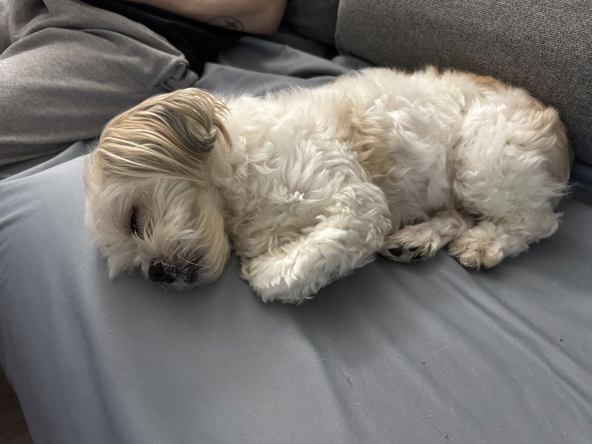 runie 🍎 || Redpanda REDACTED VTuber~ tweet media