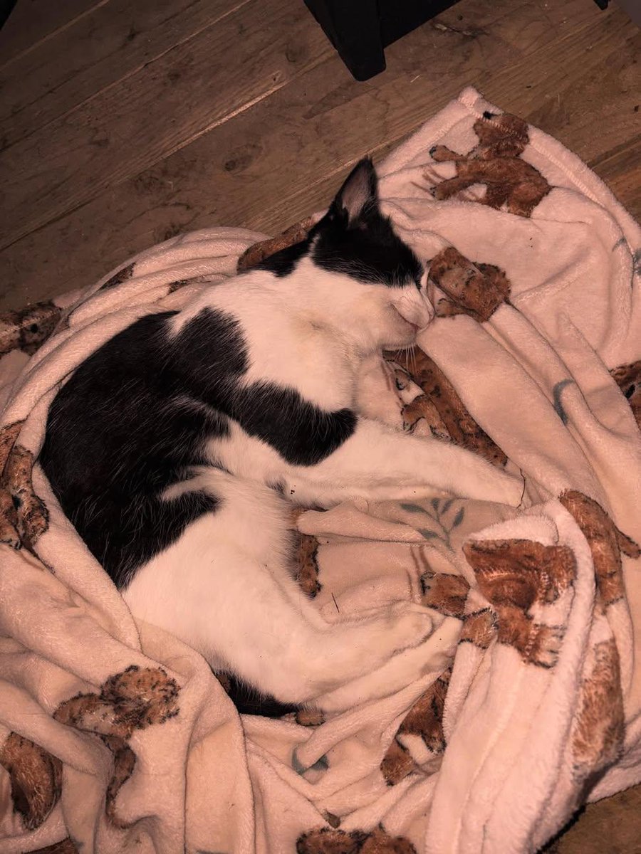 Isabella tweet media