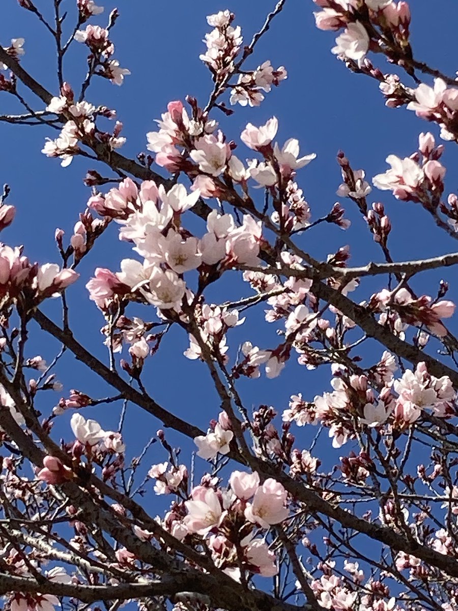 gurichannel(ぐりちゃんねる🍓) tweet media