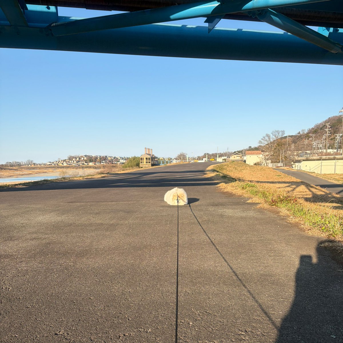 ちくわ（白ポメラニアン） tweet media