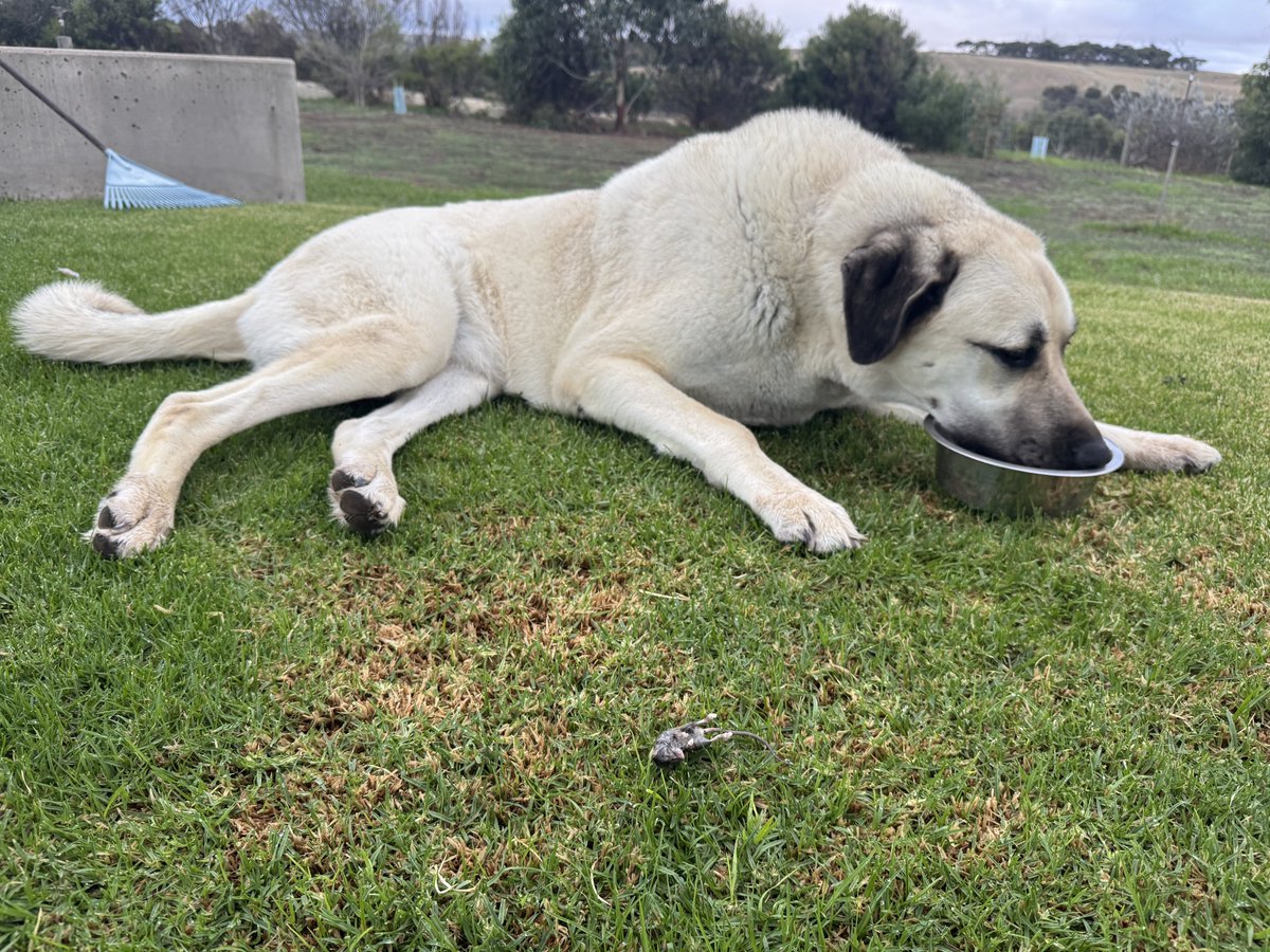 Calliss Clan (@callissclan.bsky.social) tweet media