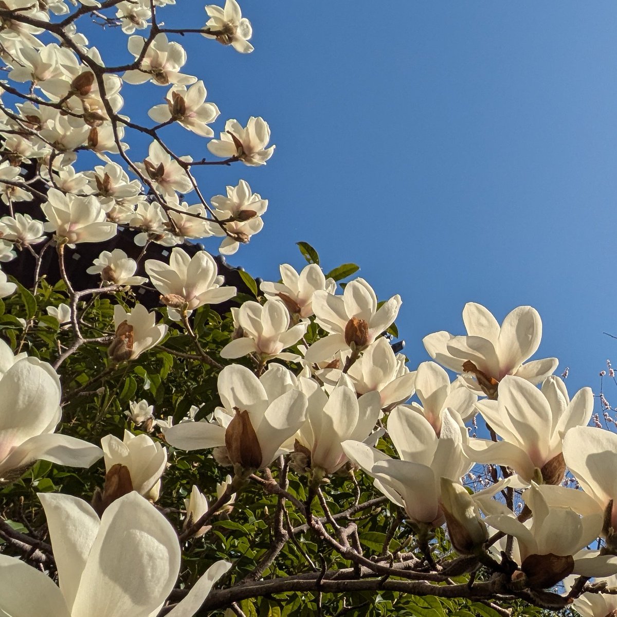 おはようございます☀️
早く寝ても朝起きれない、、、
春眠？🤣

火曜日も良い1日を🍀✨✨
