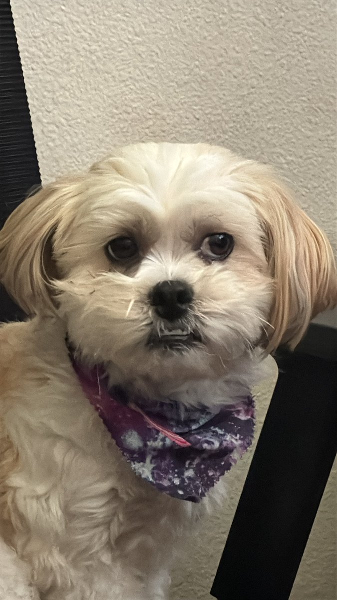 runie 🍎 || Redpanda REDACTED VTuber~ tweet media