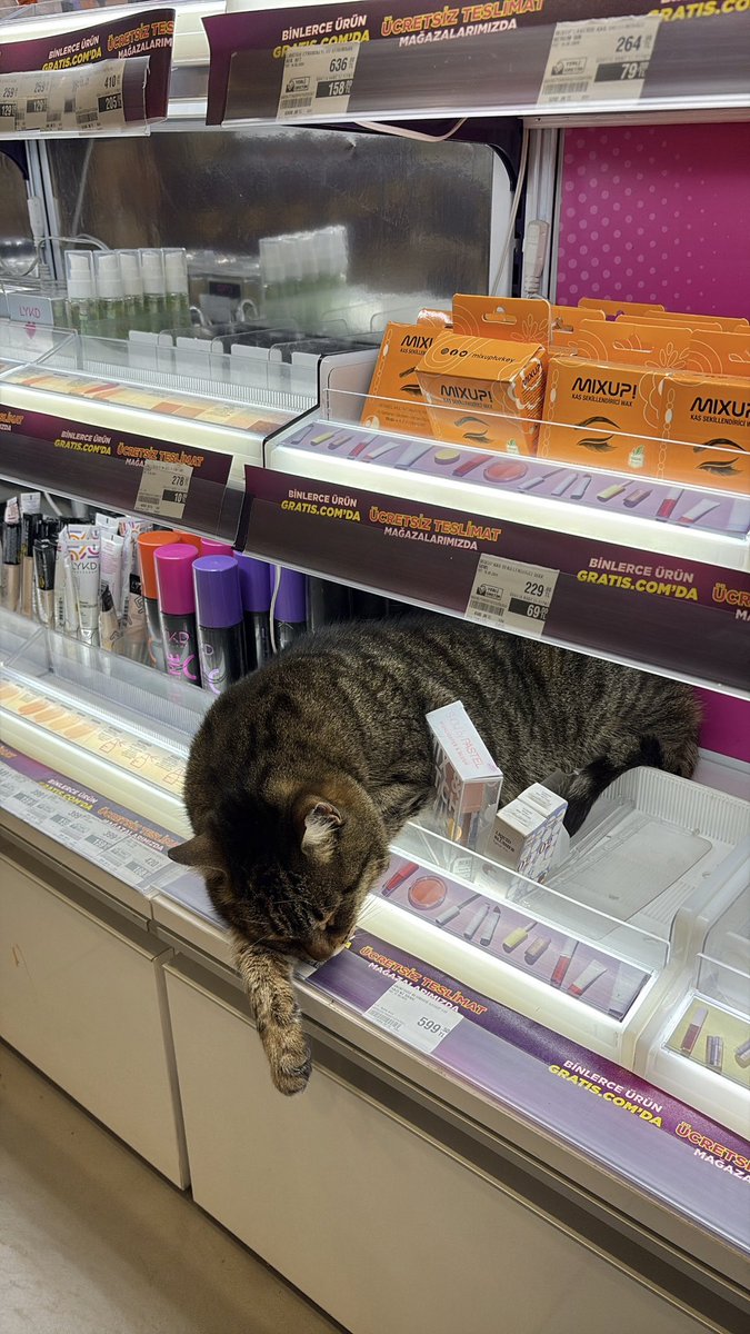 tüm kedilerin konfor alanı gratis olabilir mi