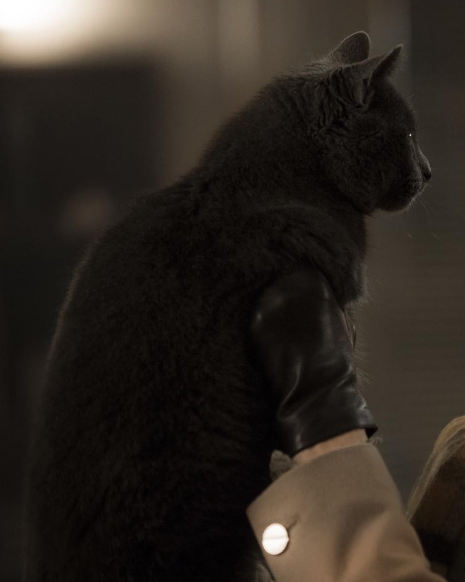 Sony Pictures Classics tweet media