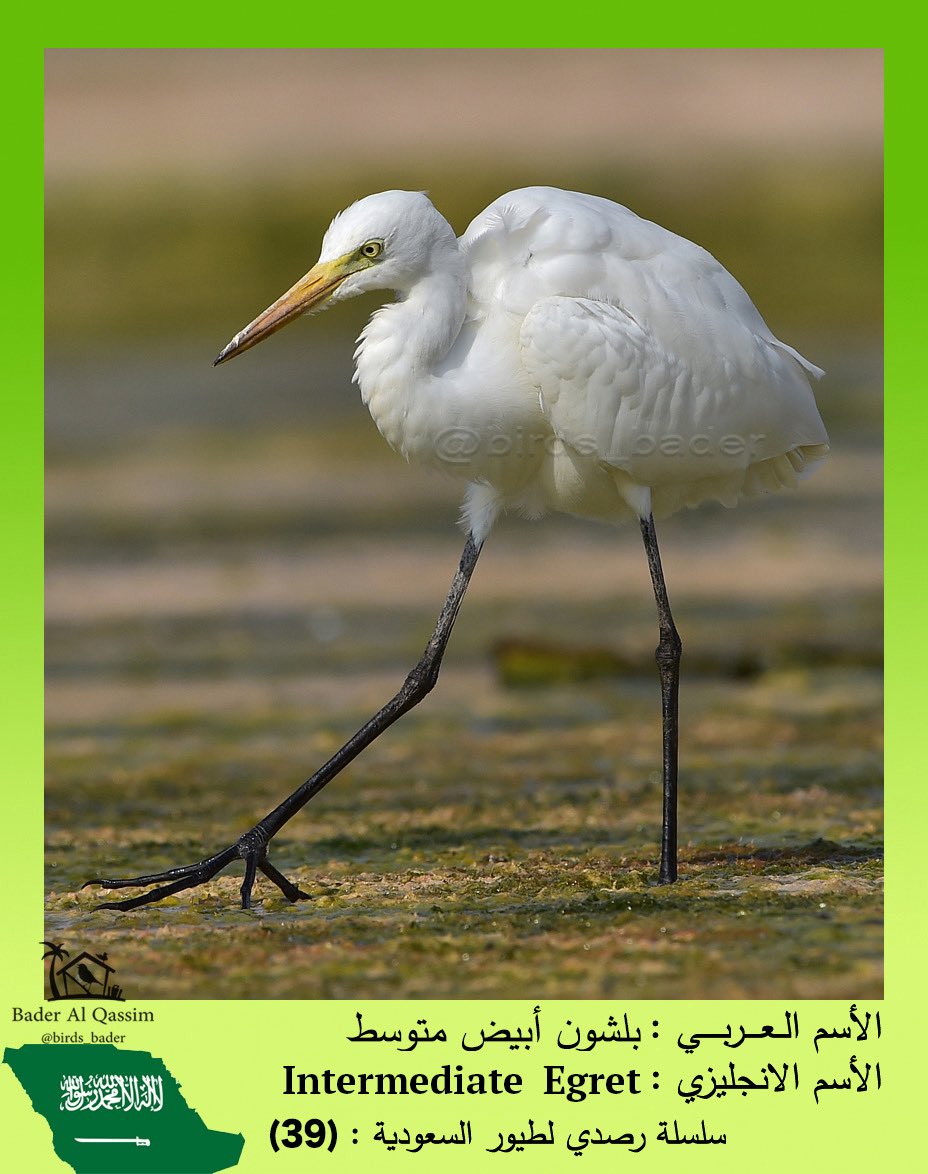 الاسم

بلشون أبيض متوسط

Intermediate Egret

Ardea intermedia

الحالة : مهاجر 

أول تسجيل و توثيق لهذا الطائر في المملكة العربية السعودية

الموقع : #محمية_الملك_عبدالعزعيز_الملكية

 #طيور_السعودية  
#birds #saudi_birds   #Ardeaintermedia  

#المركز_الوطني_لتنمية_الحياة_الفطرية