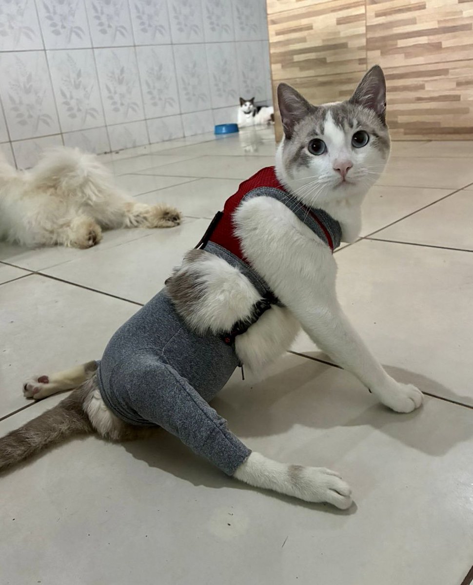 Projeto Jovens Pelas Patinhas tweet media