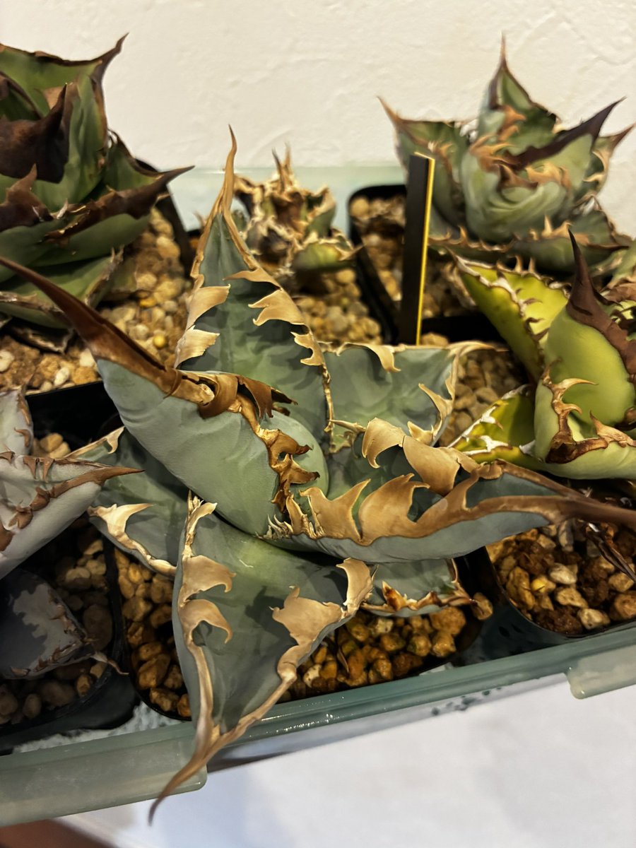 純血にして熱血のアガベラバー ハイドロ・ベアルートメリクロン・オンザゼオライト tweet media