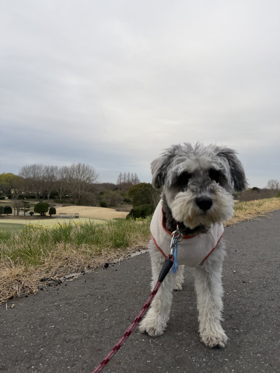 ココの親父 tweet media