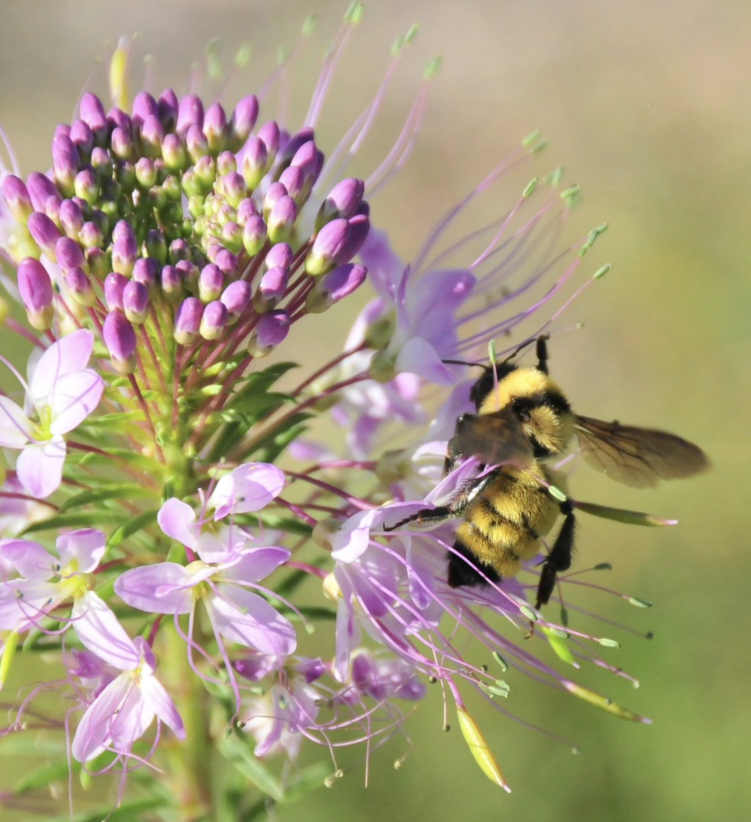 Entomological Society of Alberta tweet media