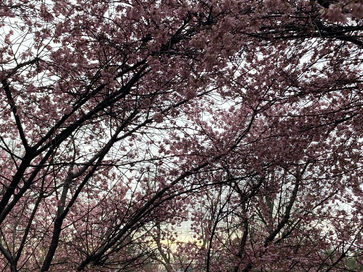 Chris H. Lynn tweet media