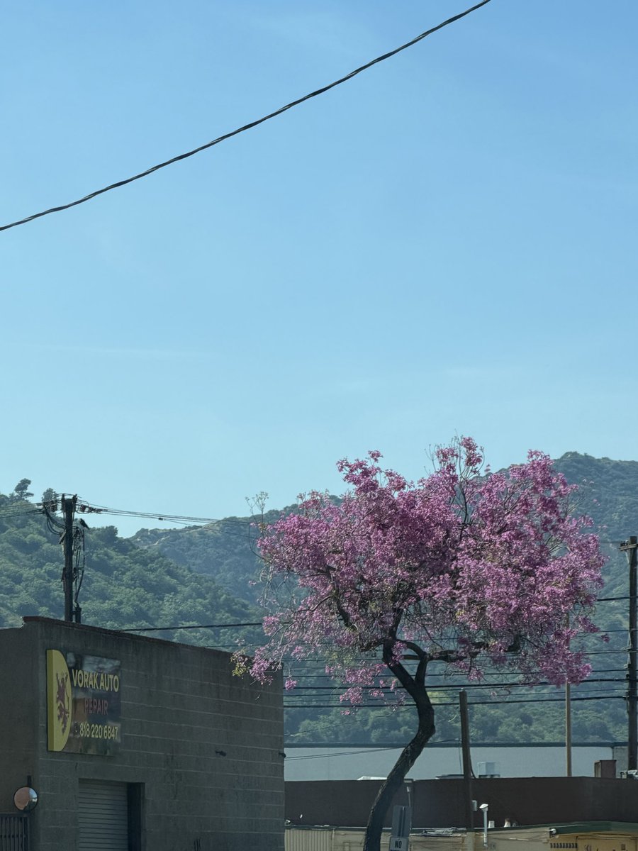 Miss Mineragua tweet media