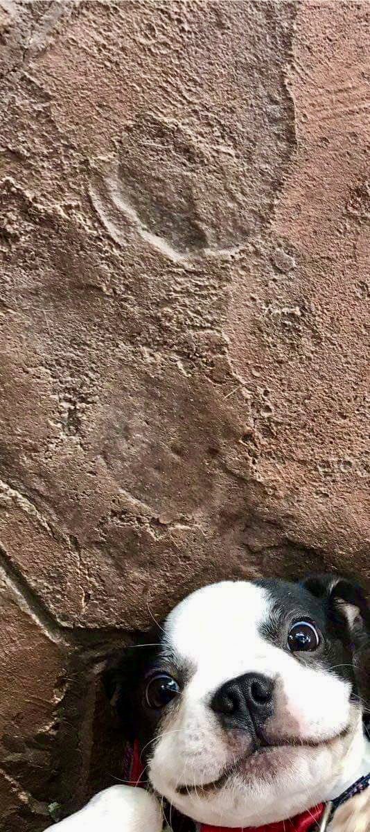 jardelito tweet media