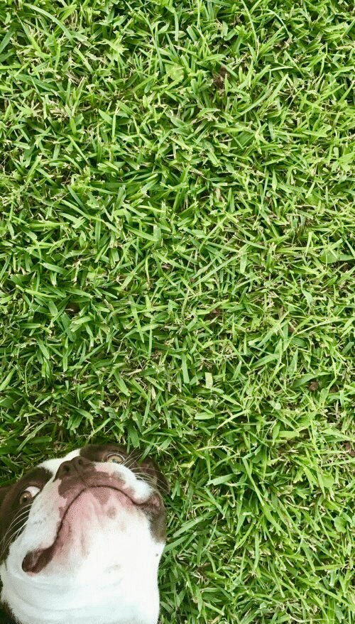 jardelito tweet media