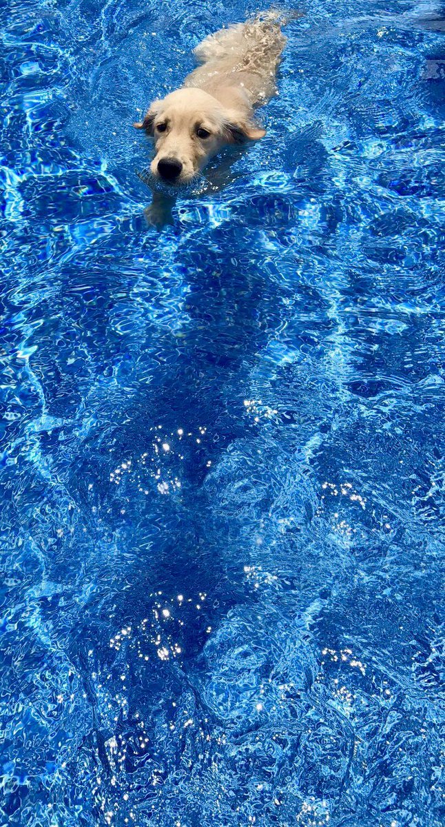 jardelito tweet media