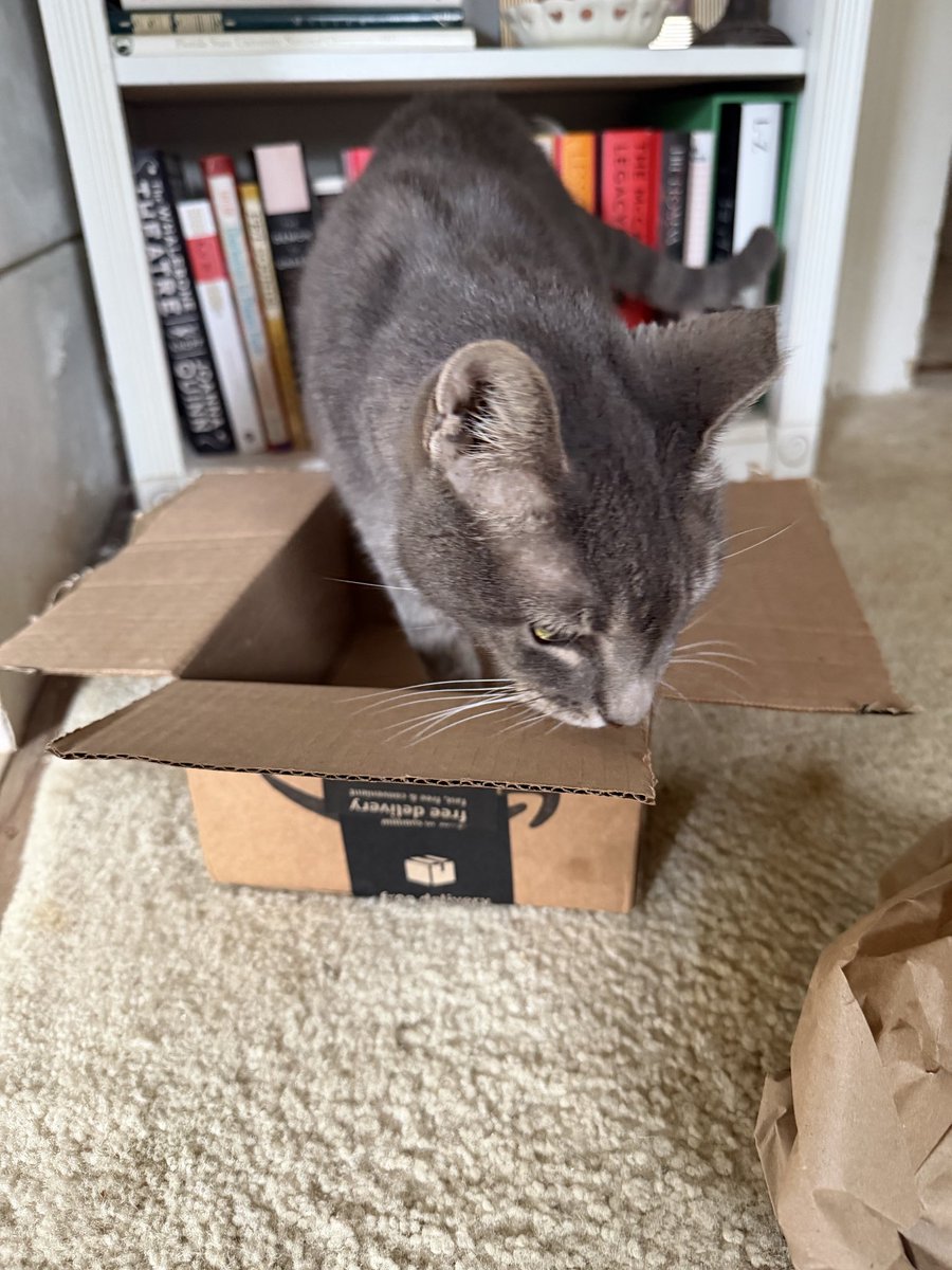 IRateBoxes's tweet photo. New box alert! Is perfect fits 10/10 #catsinboxes https://t.co/Mg8Kv3kOdm