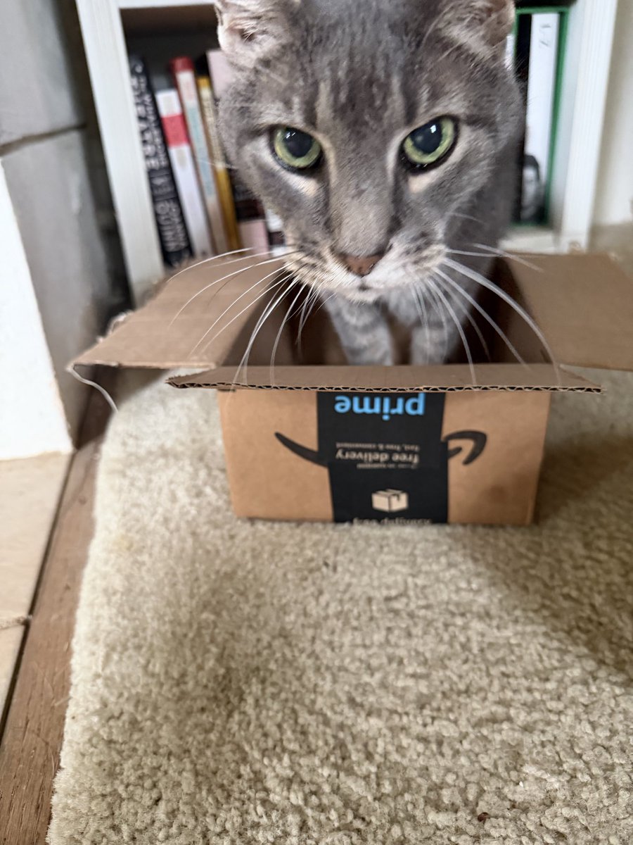 IRateBoxes's tweet photo. New box alert! Is perfect fits 10/10 #catsinboxes https://t.co/Mg8Kv3kOdm
