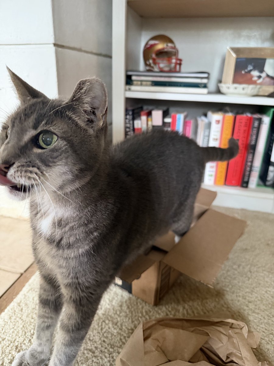 IRateBoxes's tweet photo. New box alert! Is perfect fits 10/10 #catsinboxes https://t.co/Mg8Kv3kOdm