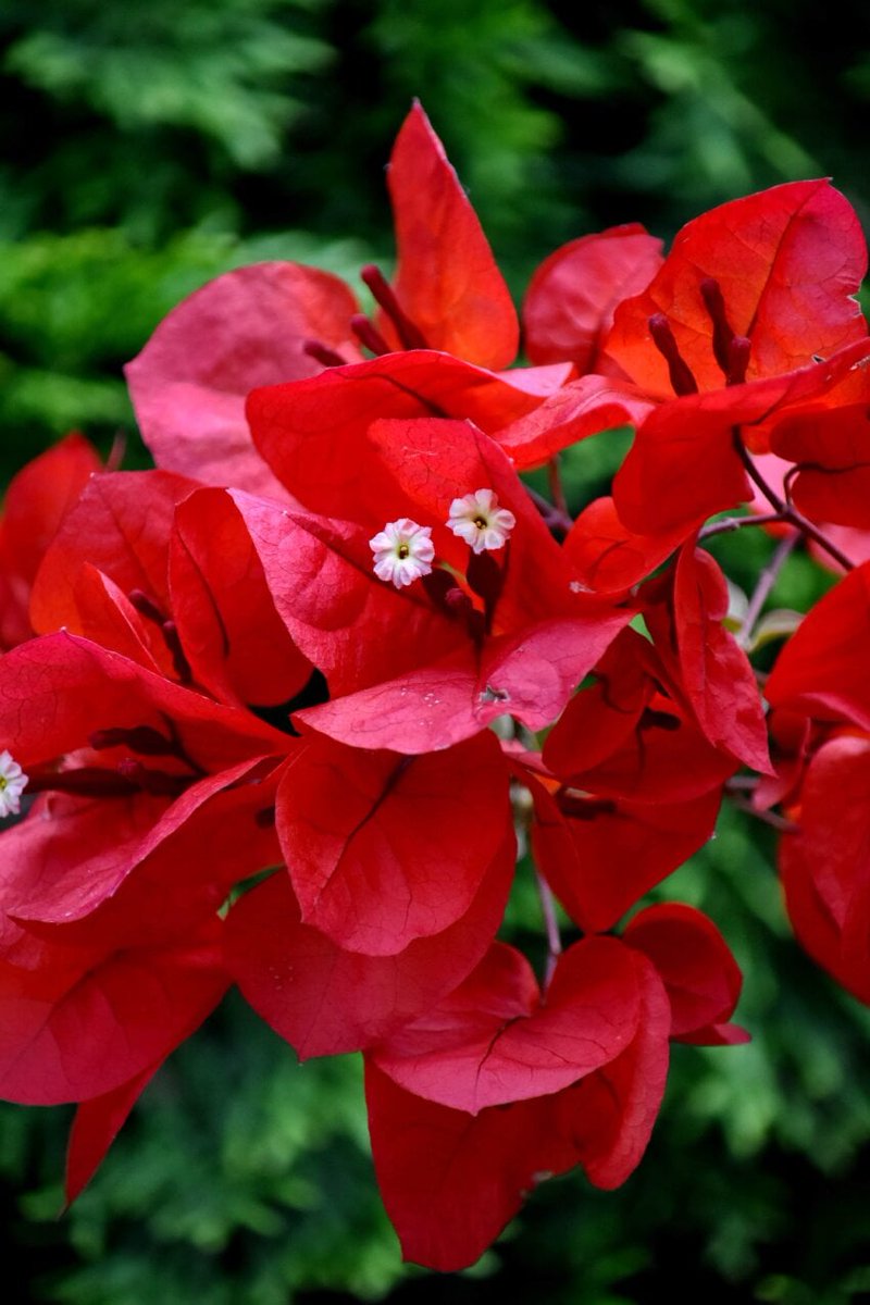 モーニングコールセンター tweet media