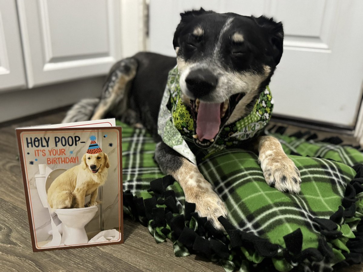 Holy poop! It’s going to be my 13th BIRTHDAY TOMORROW! Thanks <a href="/mommasboymushu/">Angel Mushu😇🌈, Zinny🖤, Winny💓, Lucy</a> for the blanket and pillow!💚🖤💚