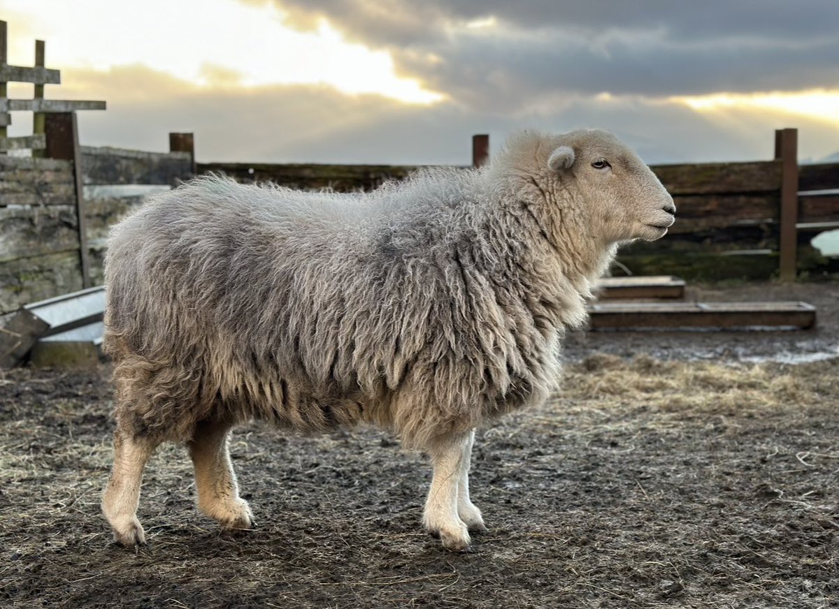 Alison O’Neill ~ Shepherdess tweet media