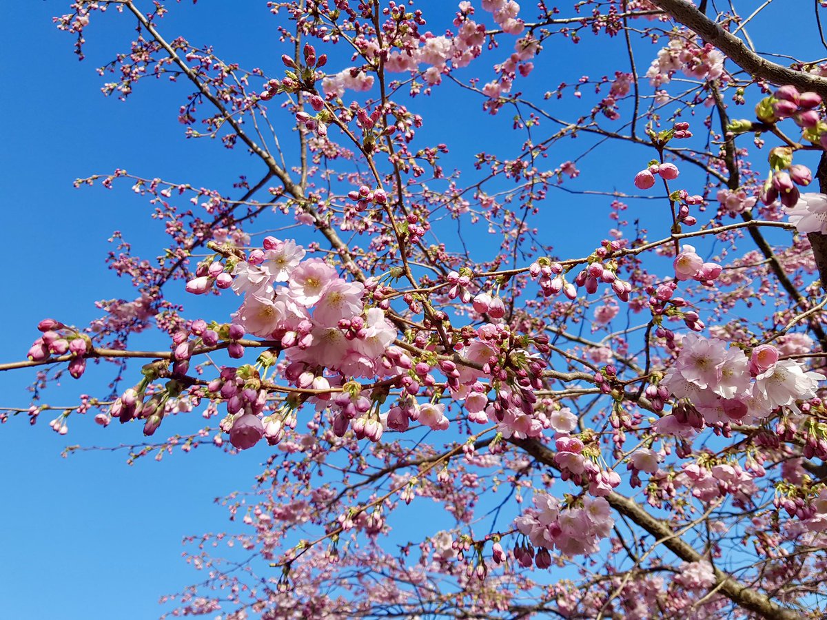 Rajesh Rathod tweet media