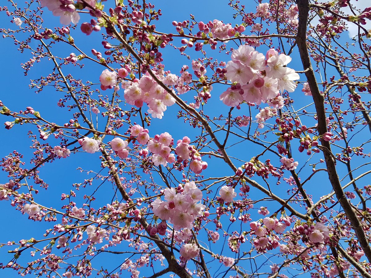 Rajesh Rathod tweet media