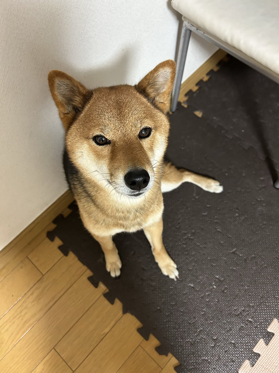胡麻毛の柴犬｢お嬢」٭❀*٭❀* tweet media