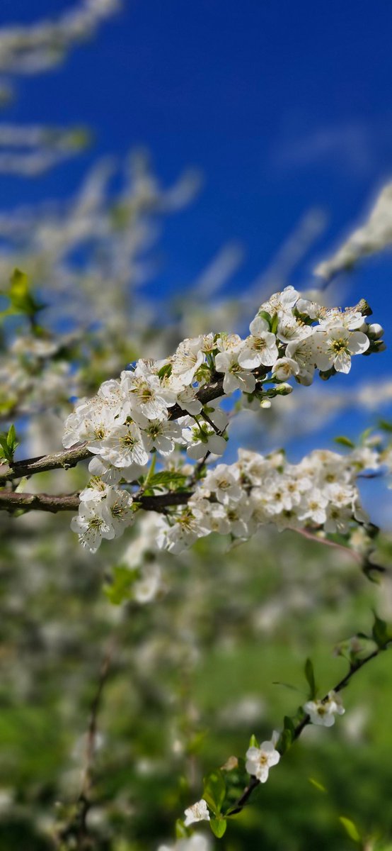 PrunedaJorge's tweet photo. La maravilla de cada primavera https://t.co/wGkCcxKzVA