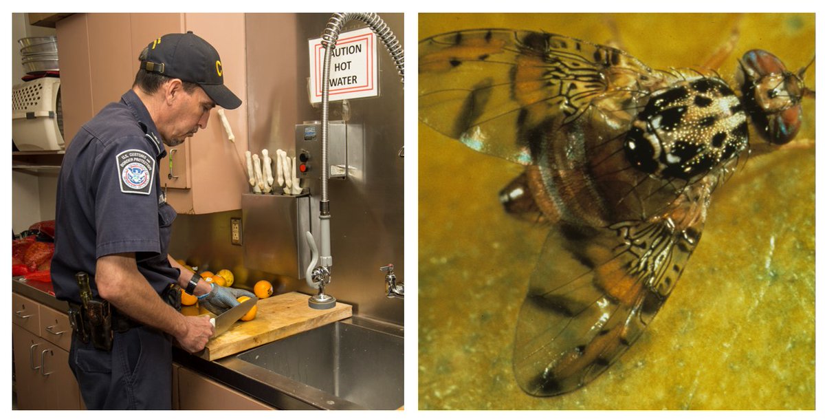 USDA Animal and Plant Health Inspection Service tweet media