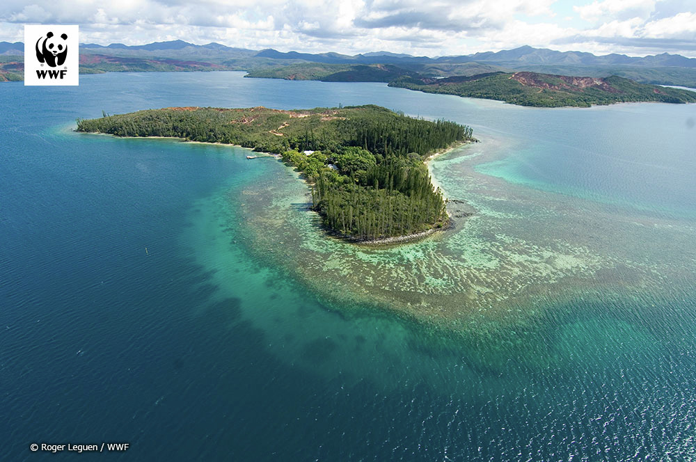 WWFジャパン tweet media