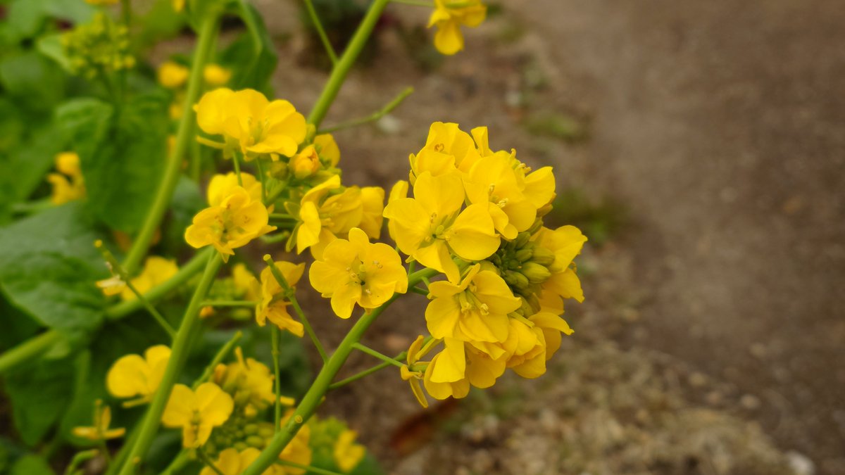 haru5133's tweet photo. 菜の花（ナノハナ）

#淡路島国営明石海峡公園（2026年3月8日 ） https://t.co/T11ZSfZzXO