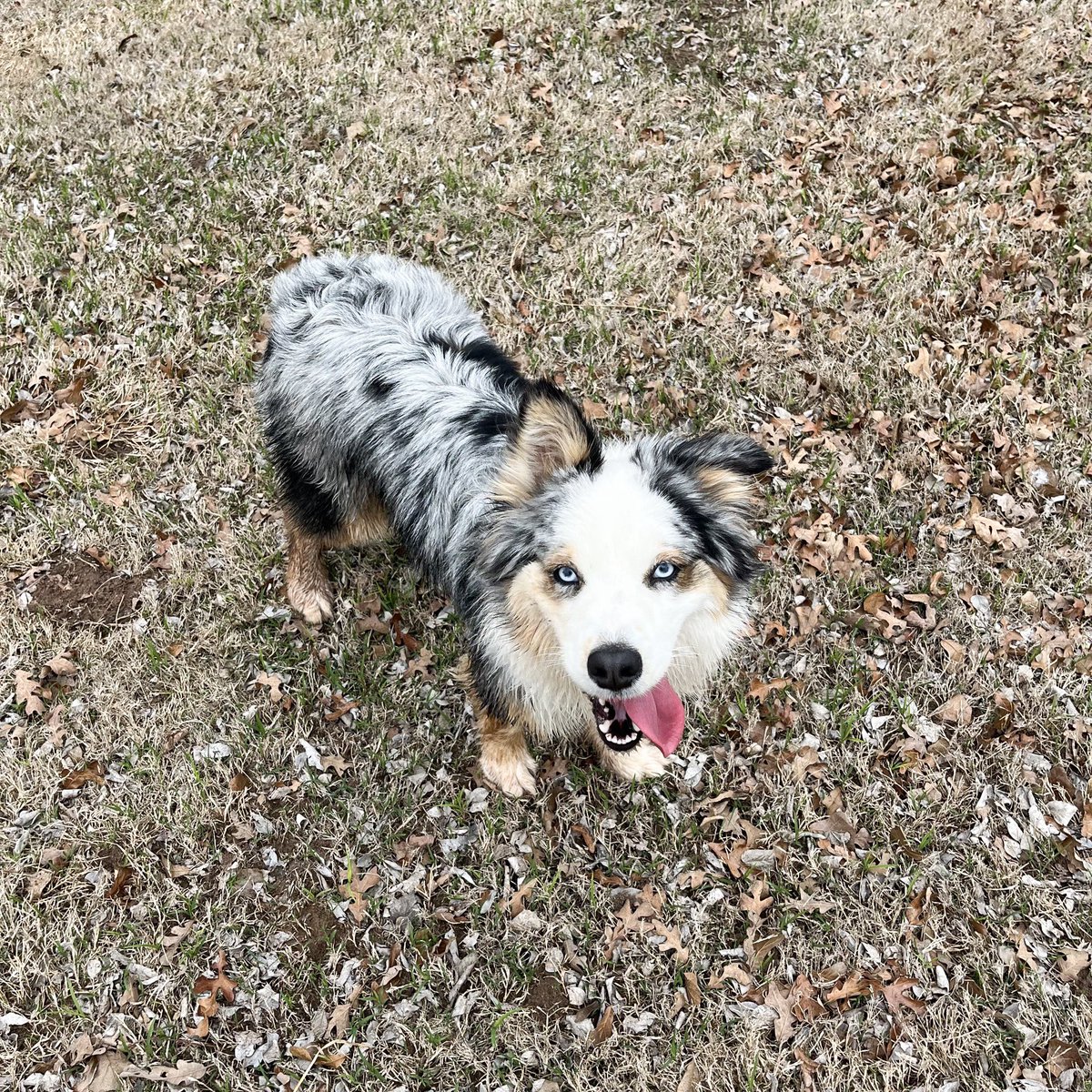 Oklahoma Humane Society tweet media