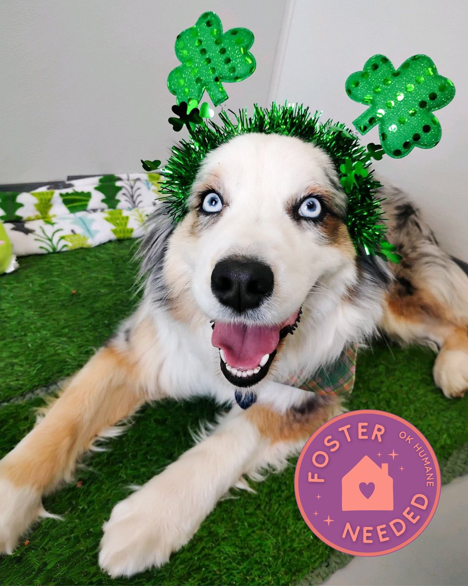 Oklahoma Humane Society tweet media