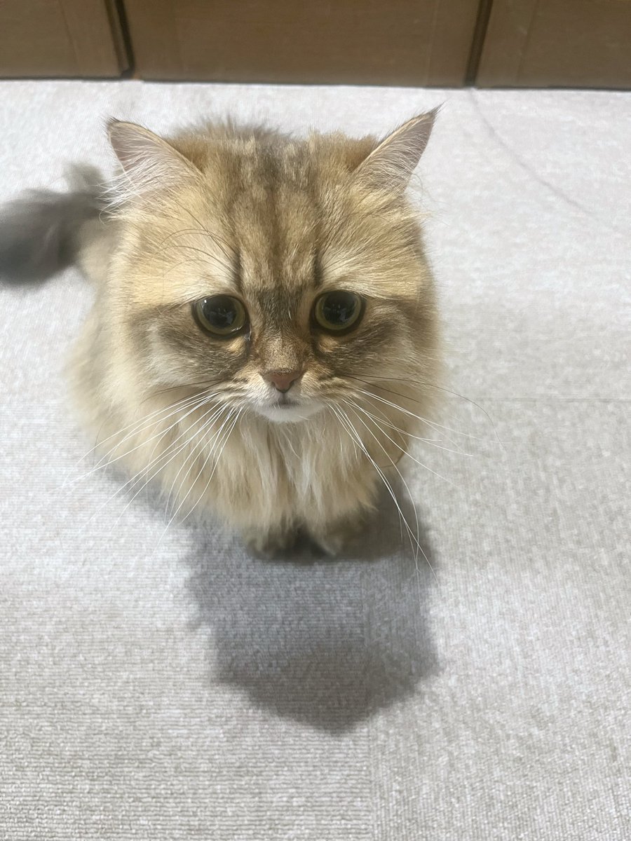 茶々ママ tweet media