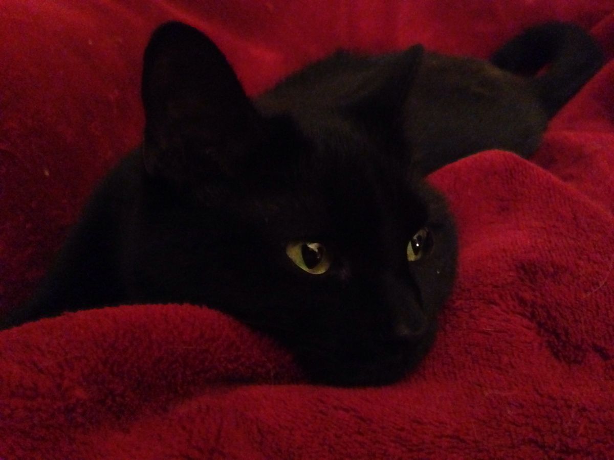 الكندي tweet media