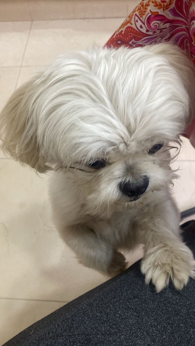 LAS AGUILAS ®️ tweet media