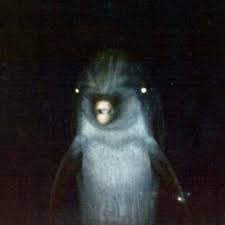 Gerald The Dolphin tweet media